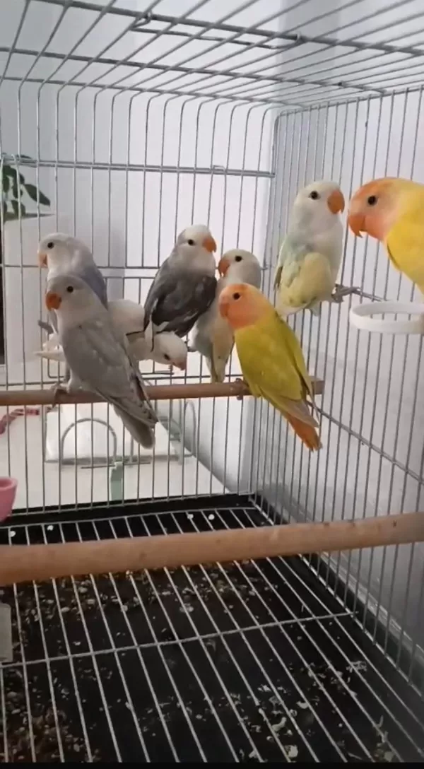 10 Adet Sevda Papağanı