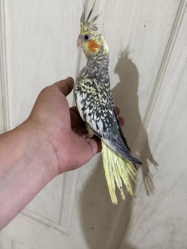 52 Günlük Ful Evcil Kusursuz Bebek Sultan