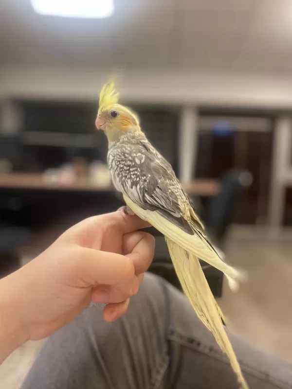 4 Aylik Erkek Full Evcil Sultan Papağani