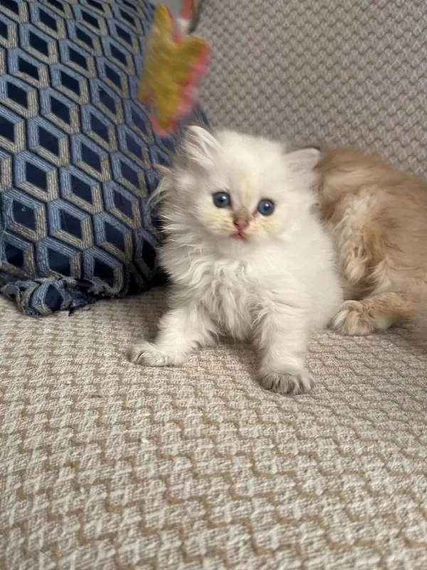 Safkan British Longhair Yavrular