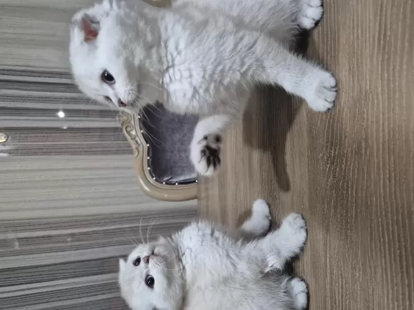 45 Günlük Scottish Fold Yavrular