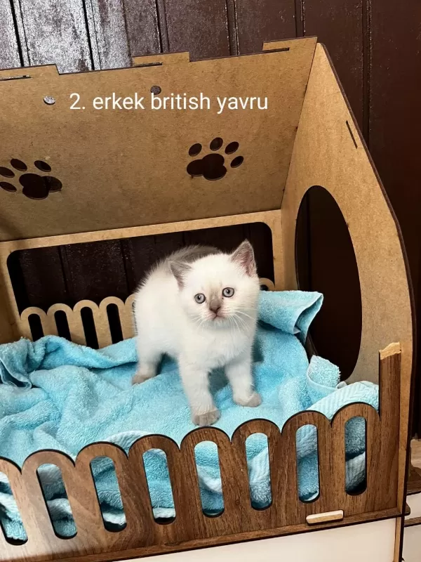 British Shorthair Yavru Kediler