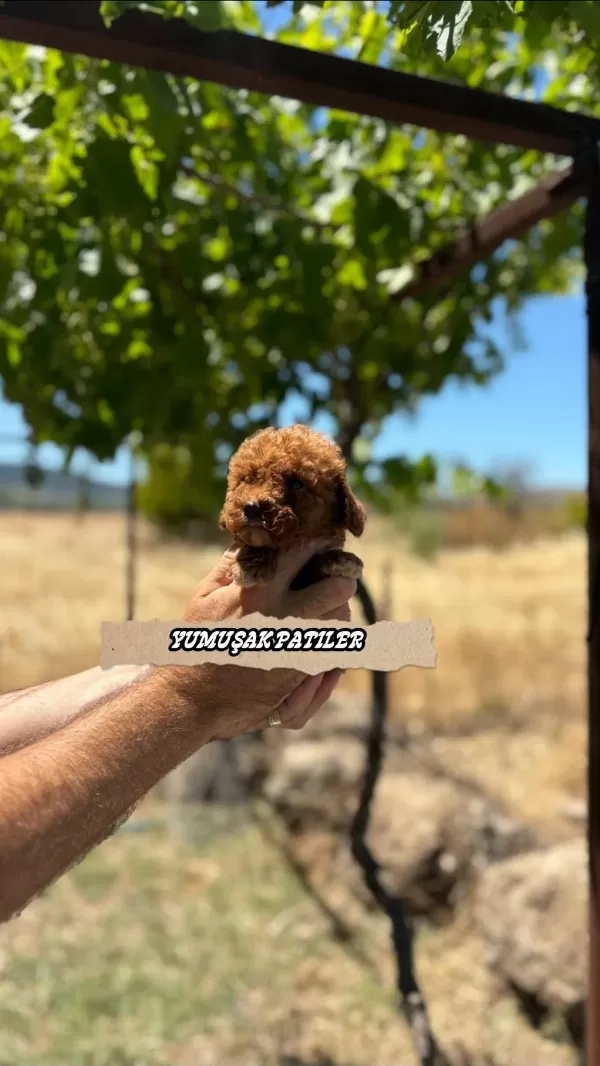 Kore Red Brown Poodle