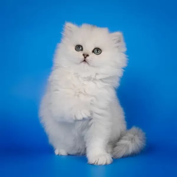 British Longhair Yavrular Evinizin Neşesi Olacaktır