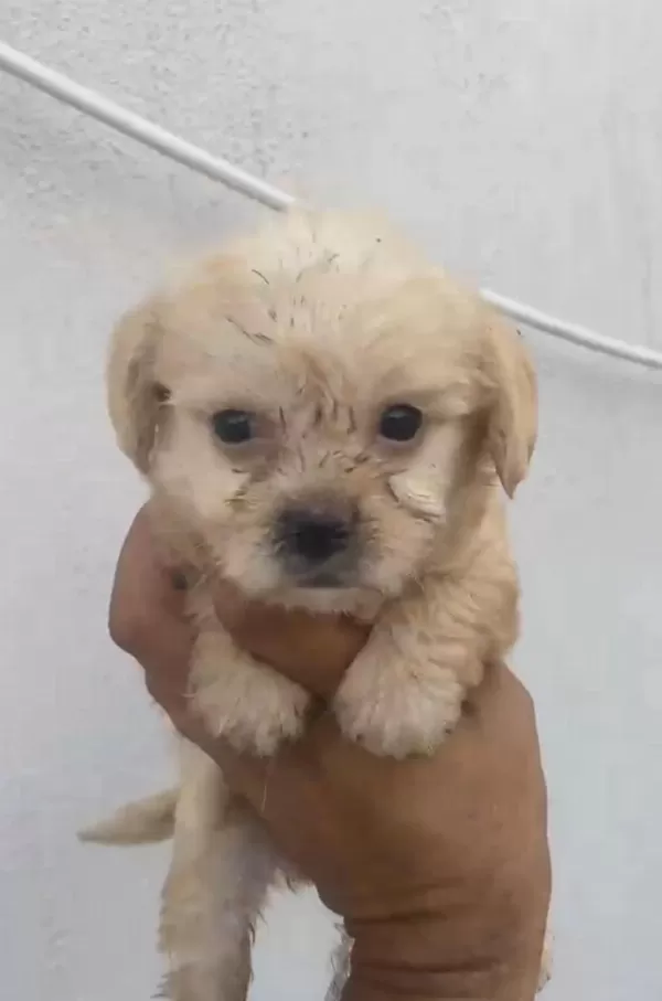 Maltipoo Kalite Yavrular İrk Sağlık Garantili