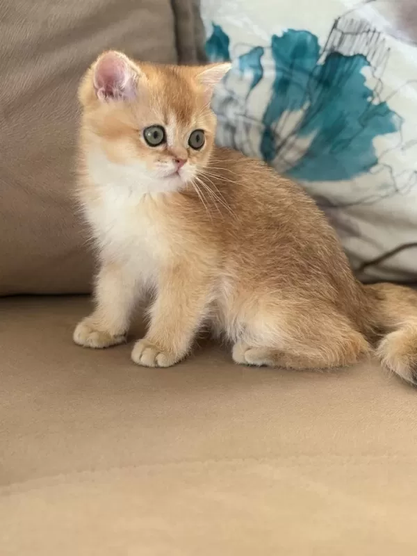 British Shorthair Erkek Yavru Teslime Hazır