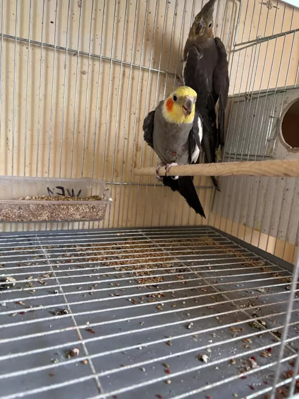 4 Yavrulu Kusursuz Grey Sultan Papağani Takim