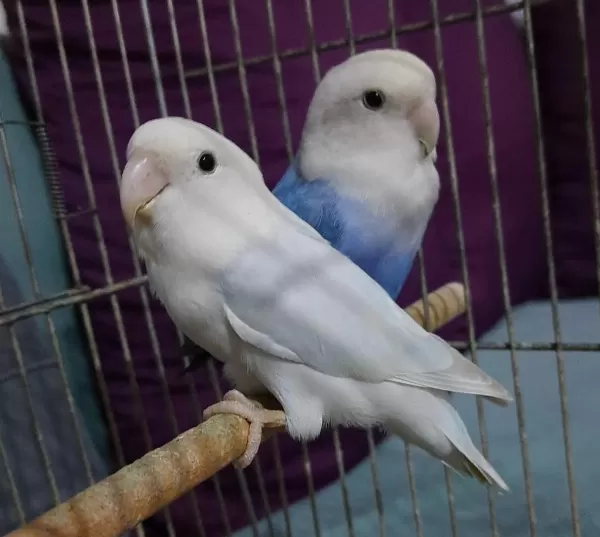Kızgınlık Yumurtası Atan Opalin Sevda Papağanı
