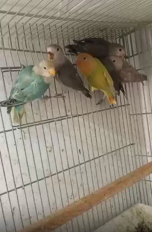 10 Adet Sevda Papağanı