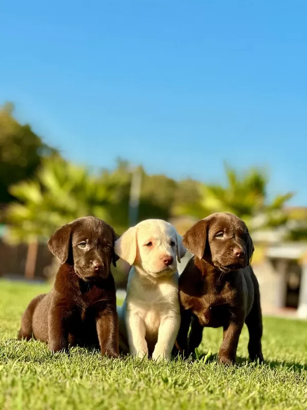 Labrador Retriever Yavruları Muhteşem Formda