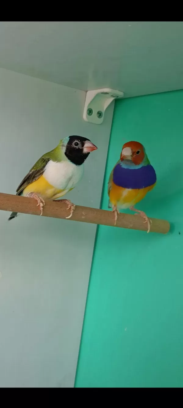 Sağlıklı Goldun Finch