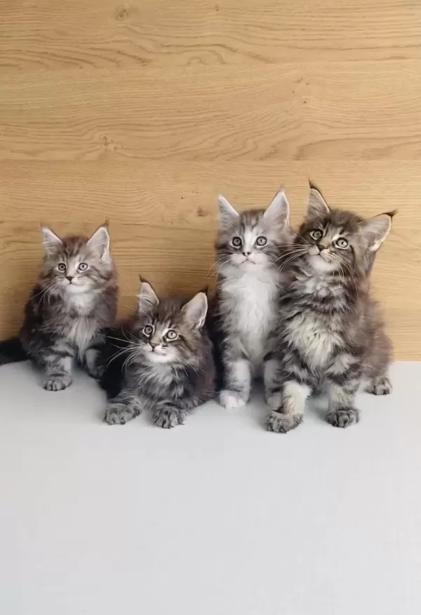 Değerini Bilene Xxl Maine Coon Bebeklerim