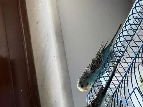 Yeni Yeme Düşmüş Yavru Muhabbet Kuşları