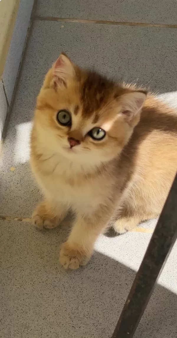 Uyguna Golden British Shorthair Yavrular