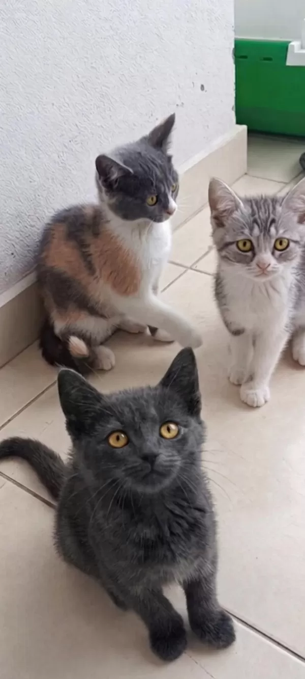 British Shothair Tabby