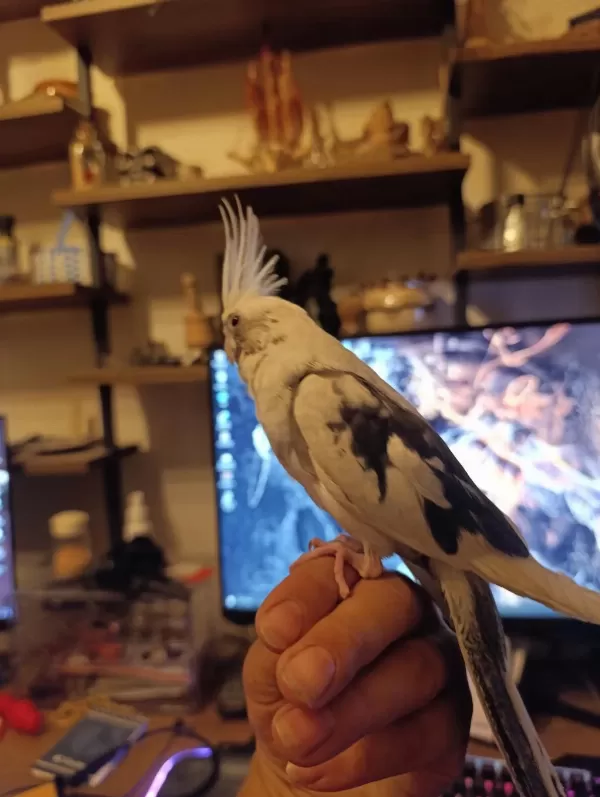 Ele Alışkın Sultan Papağanı