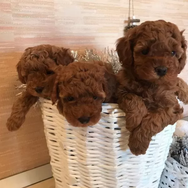 Efsane Toy Poodle Yavrulari