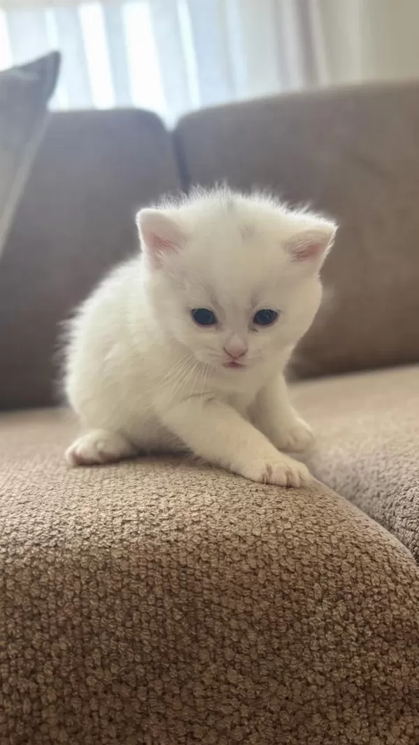 Böyle British Shorthair Güzellik Yok
