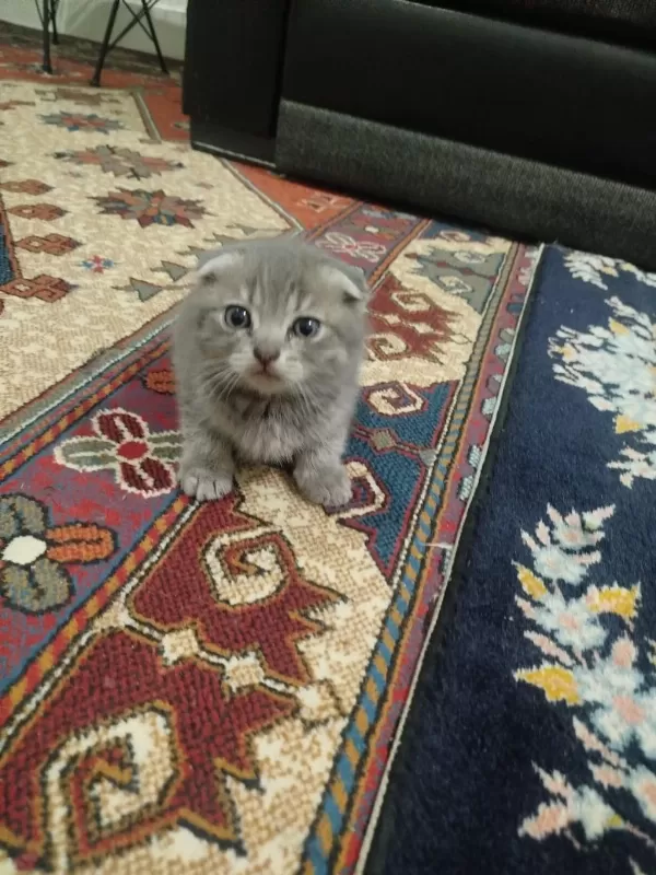 Akıllı Yavru Kedilerim