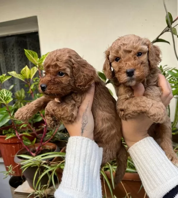 Mükemmel Kalitede Toy Poodle Minnoşlar