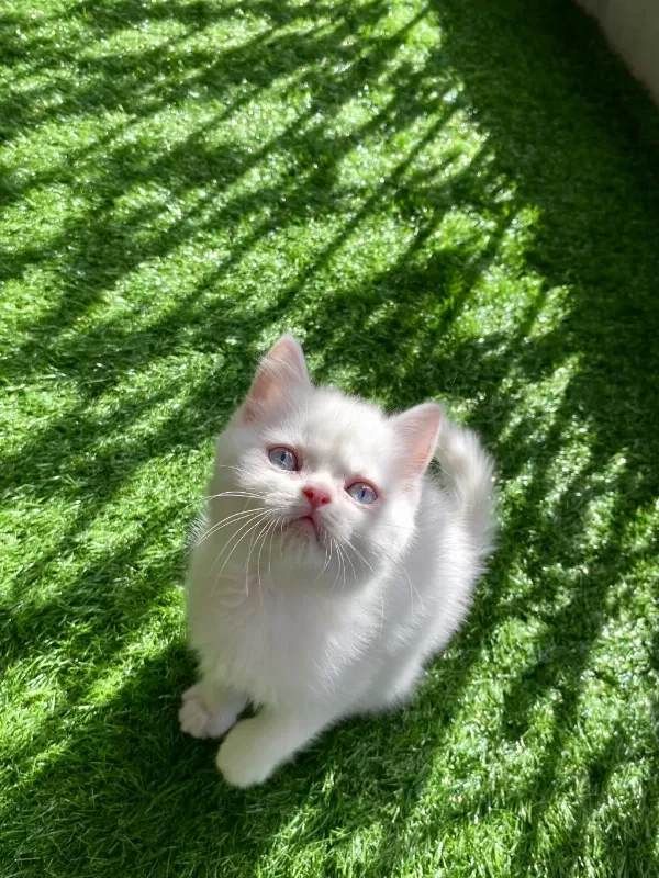 Pamuk Gibi Yavru British Shorthair