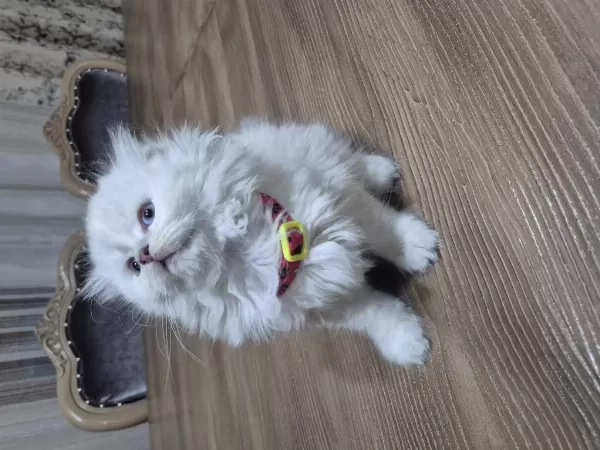 45 Günlük Scottish Fold Yavrular