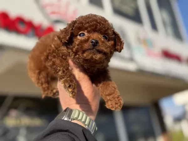 Çok Özel Tiny Kore Poodle Yavrularımız Ziyarete Açık