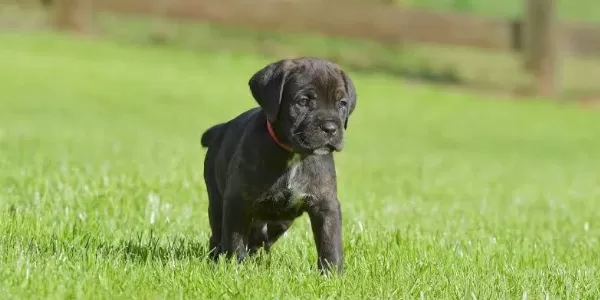 Param Güvende İle Tüm Türkiyeye Kapıda Ödemeli Cane