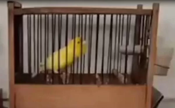 Orjinal Erkek Kanaryamız