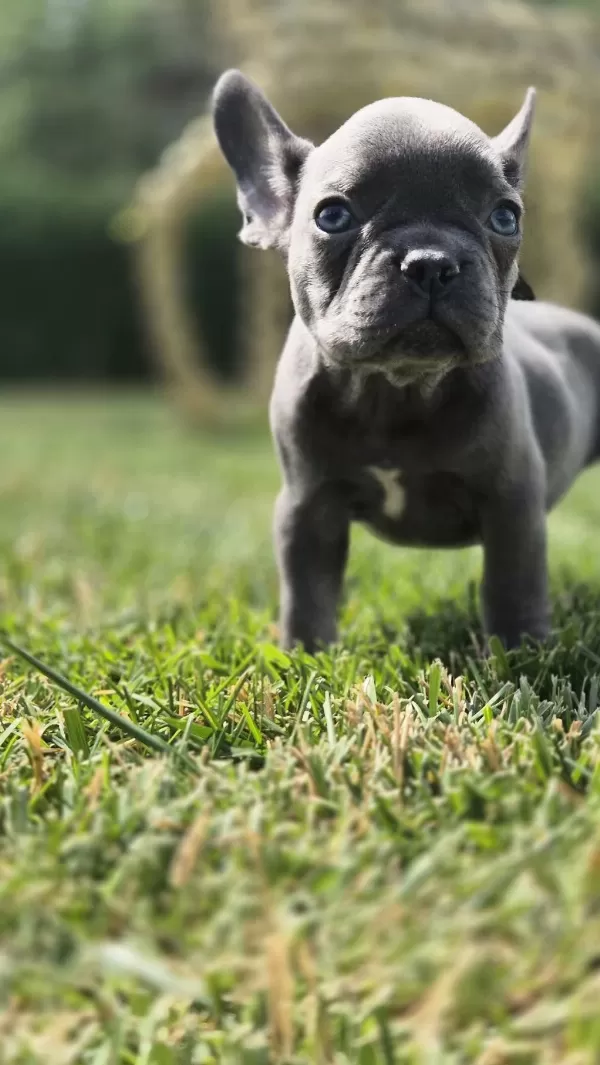 Blue French Bulldog Yavruları İstanbul