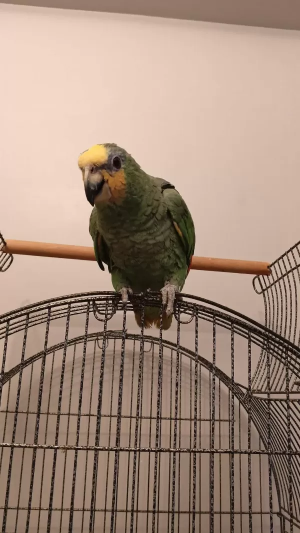 Yavru Amazon Papağanı Sarı Alın