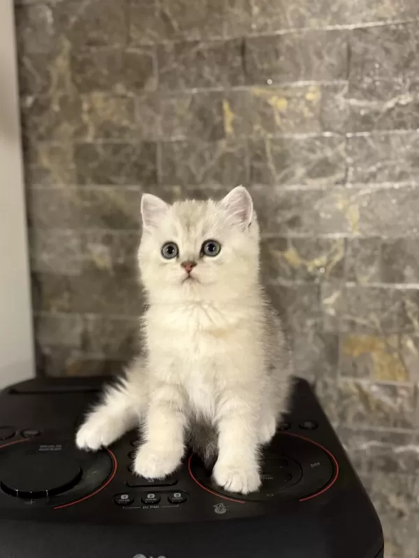 British Shorthair Silver Yavrularim