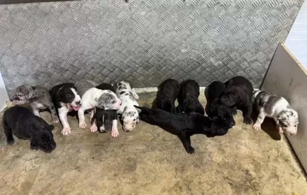 Safkan Danua Bebekler Rezerveye Açıktır