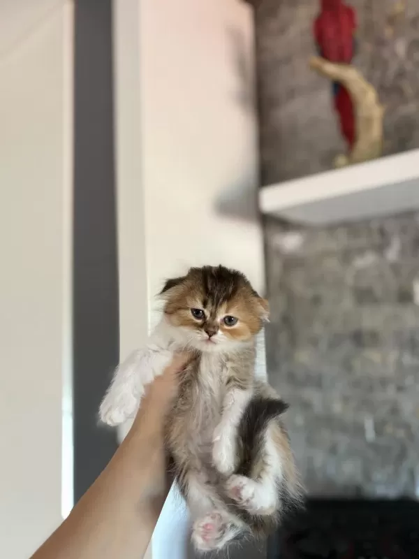 Scottish Fold Sevimli Yavrularim