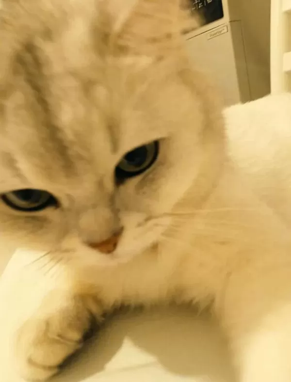 5 Yaşında Kısır Erkek British Shorthair Oyuncu