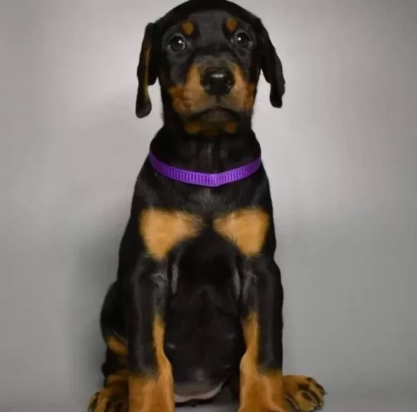 A Scrli Anne Babadan Doberman Yavrular Kapıda Ödeme