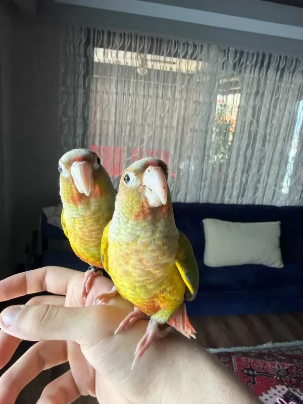 Full Evcil Konur Papağani 81 İle Gönderim Var