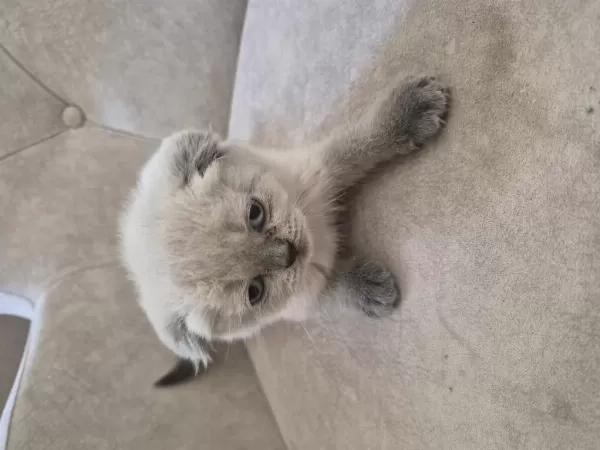 Scottish Fold Kedisi
