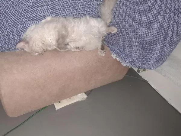Çok Sevimli Ve Akıllı Chinchilla Kedisi