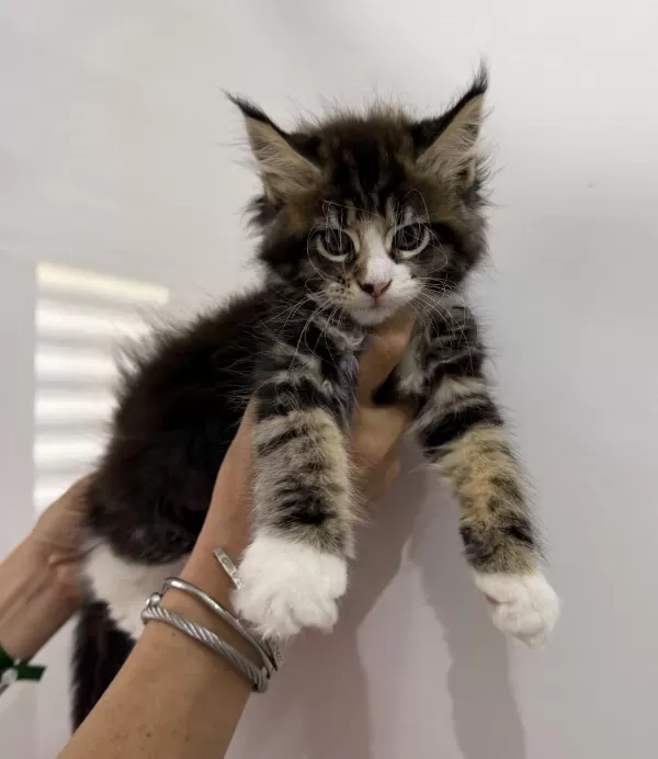 Küçük Bir Dev Dişi Maine Coon