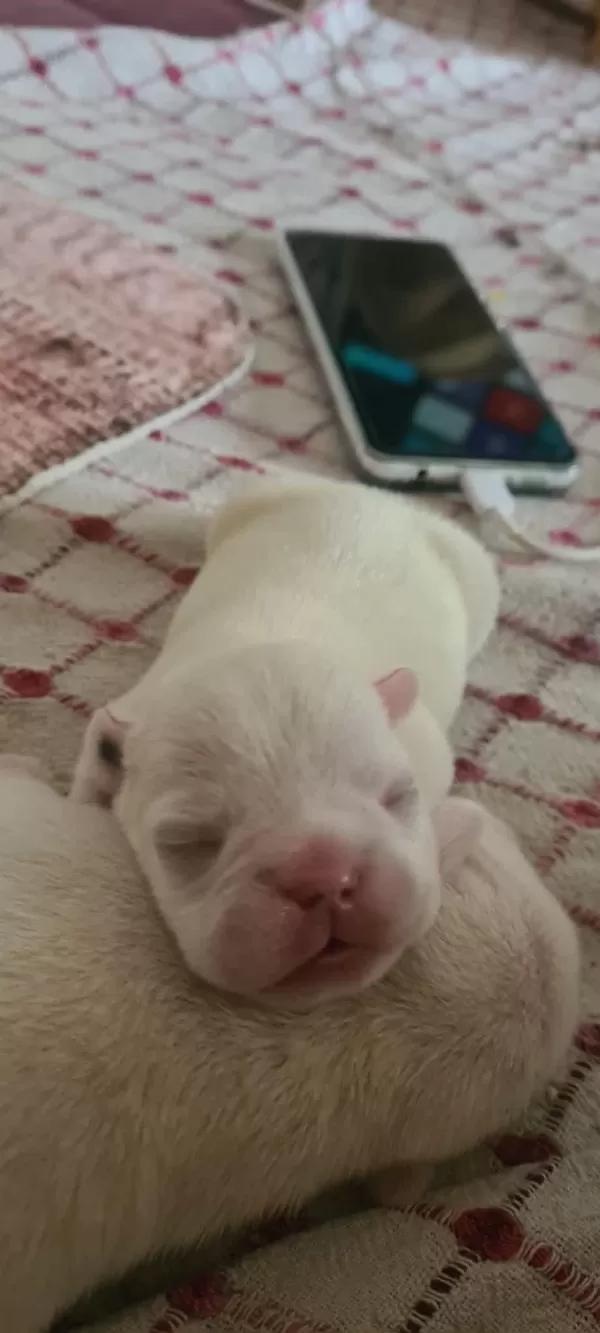 3 Haziran Doğumlu Beyaz Mavi Göz French Bulldog
