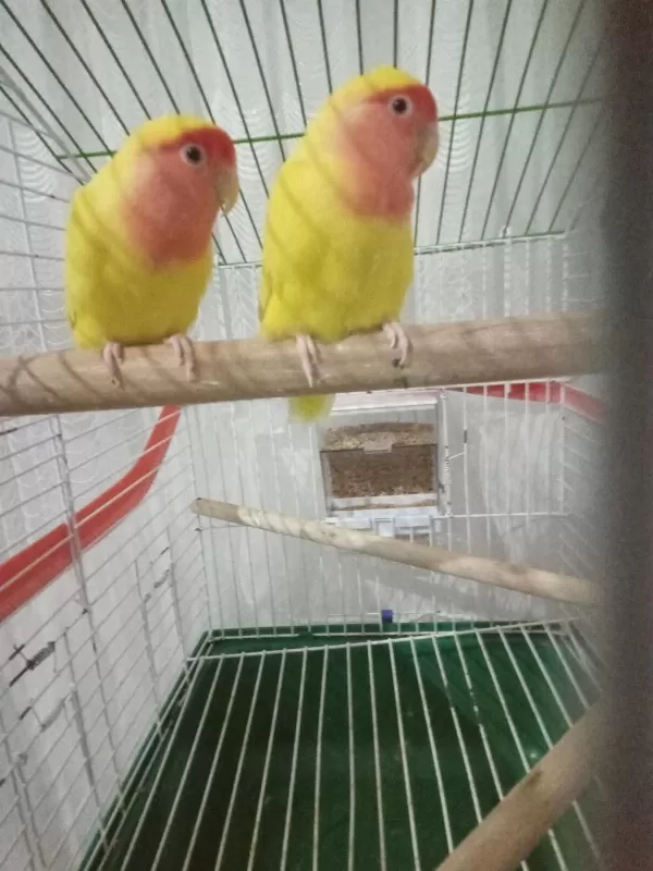 Bilezikli Takım Papağanımız