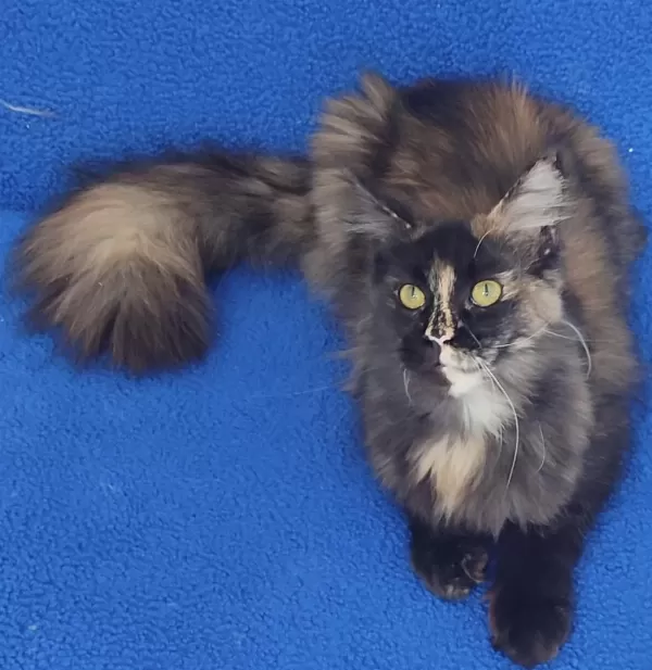 A Kalite Maincoon Yavrumuz Teslime Hazirdir