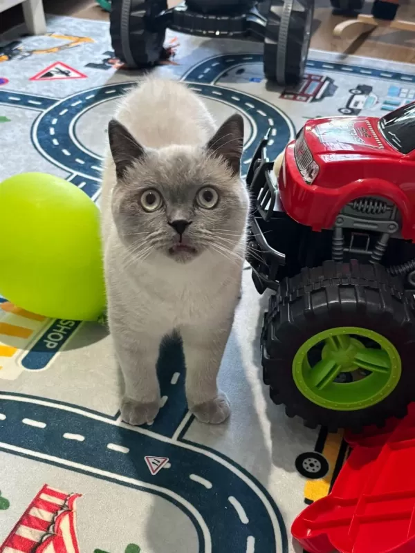 Sevimli British Shorthair Blue Point Kedimizi Sahiplendirmek