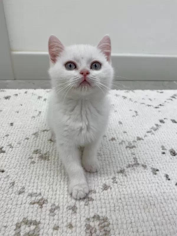 Bembeyaz Yavru British Shorthair
