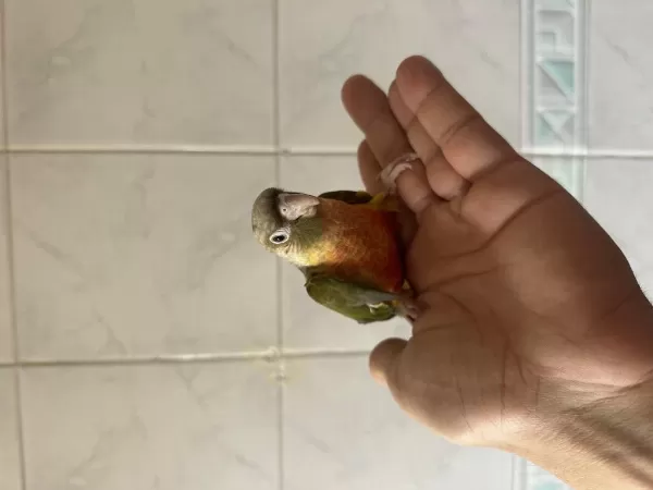 El Besleme Renk Güzeli Konur Papağani
