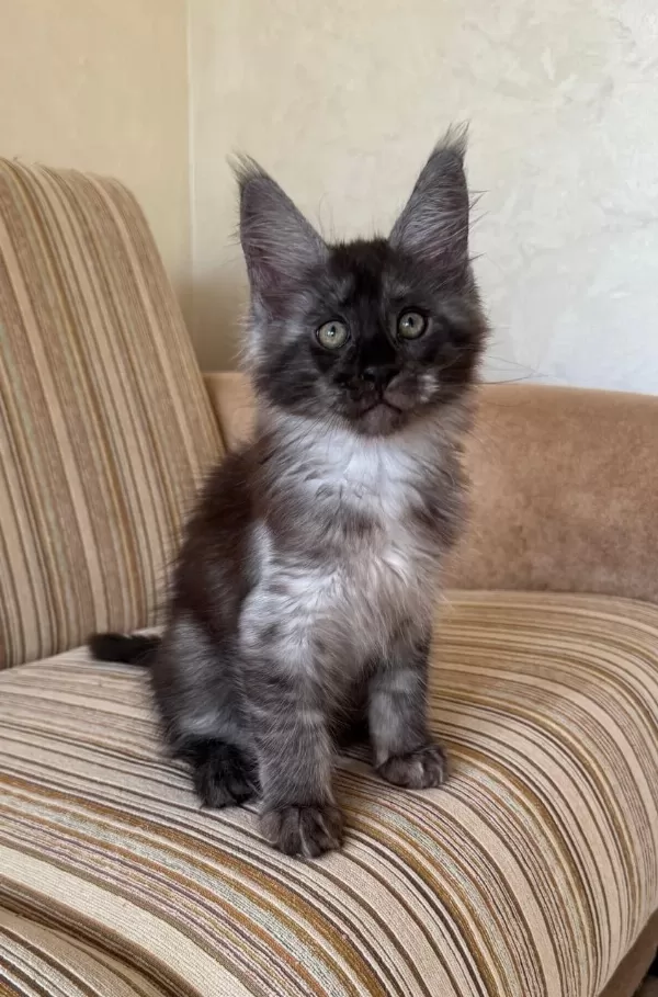 Dev Black Smoke Erkek Maine Coon