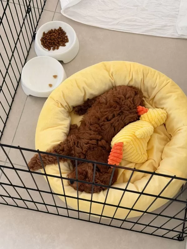 Toy Poodle Erkek 2 Aylık