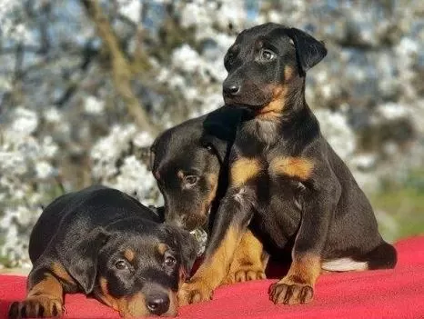 Elit Patiler Farkıyla Doberman Yavrular