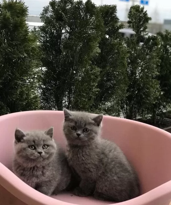 Gri British Shorthair Yavrularim